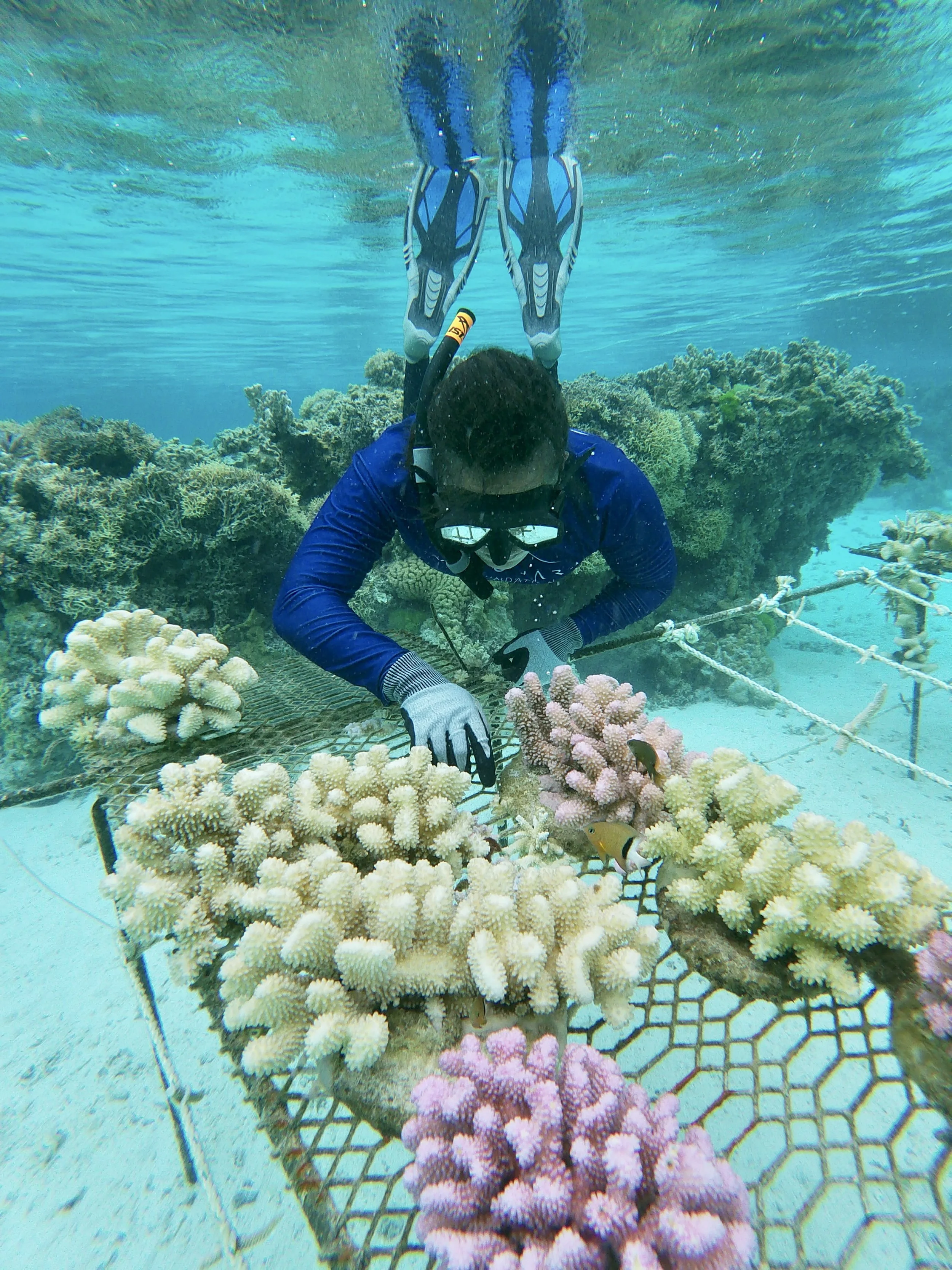 Coral Restoration.jpeg