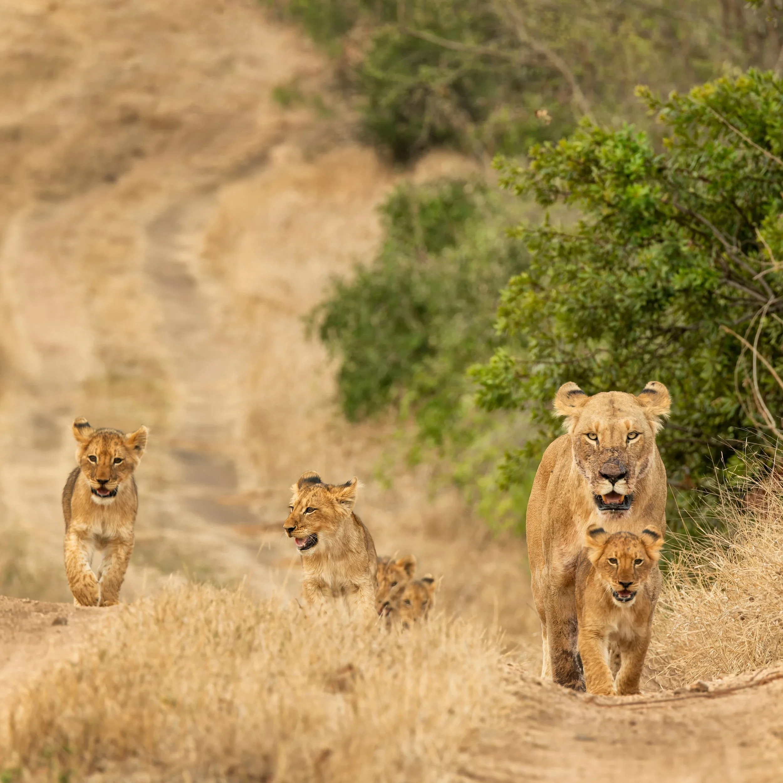 Postcard from Safari