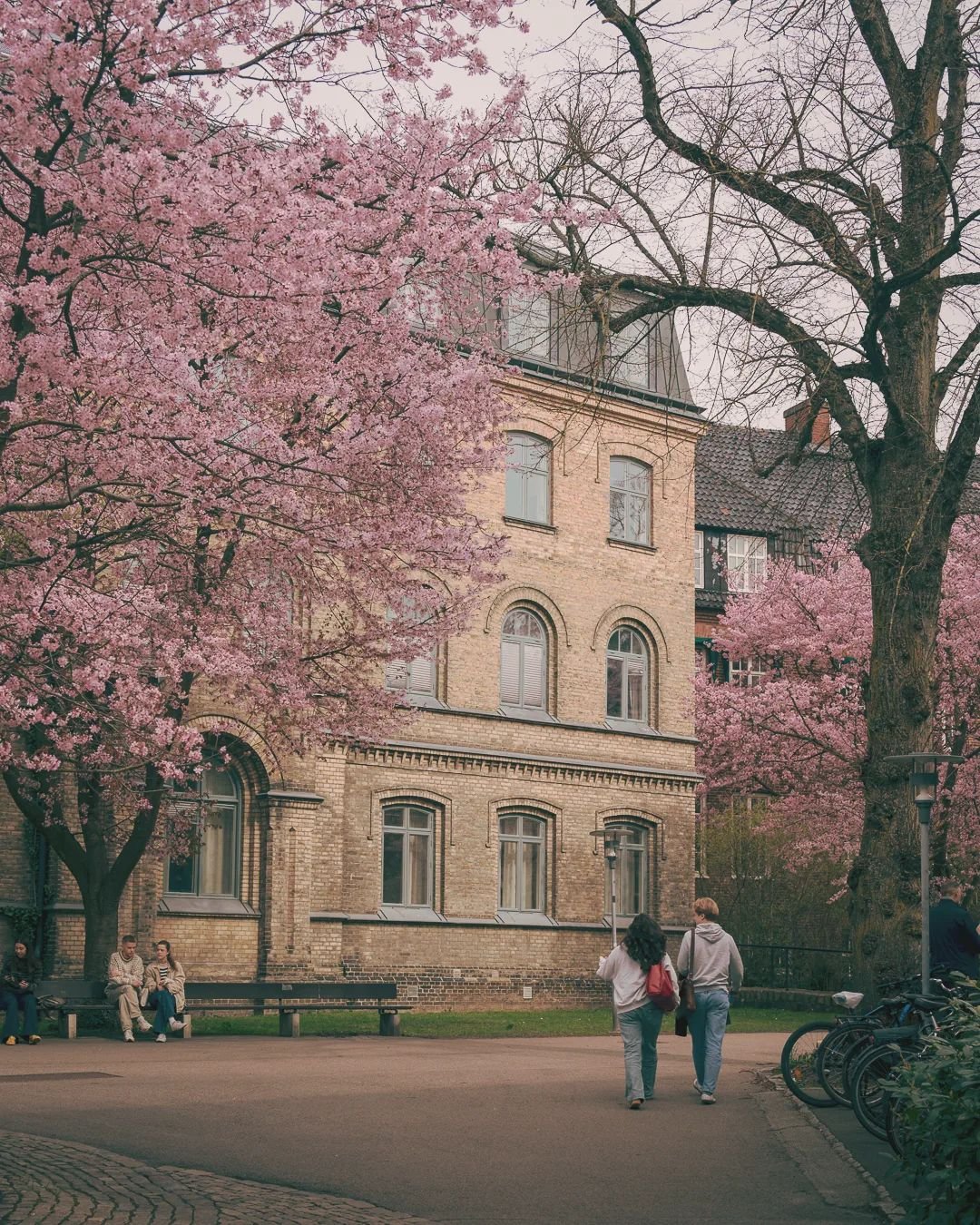 Cherry blossom in Kv. Paradis.
.
.
.
.
.
#lund #visitlund #destination_lund #igerslund #lundcity #kvarteretparadis #cherryblossom #sakura #kings_villages #swedenimages #sweden_by_us #igerssweden #fatalframes #igshotz #nikonphoto #nikonz6 #citylife #e