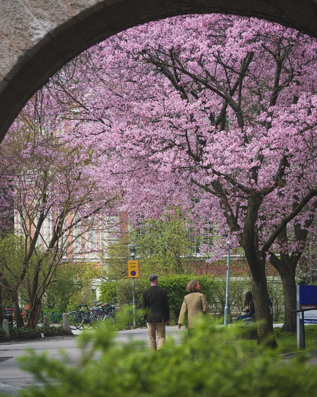 Walking under the pink beauty.
.
.
.
.
.
#lund #visitlund #destination_lund #igerslund #lundcity #kvarteretparadis #cherryblossom #sakura #kings_villages #swedenimages #sweden_by_us #igerssweden #fatalframes #igshotz #nikonphoto #nikonz6 #citylife #e