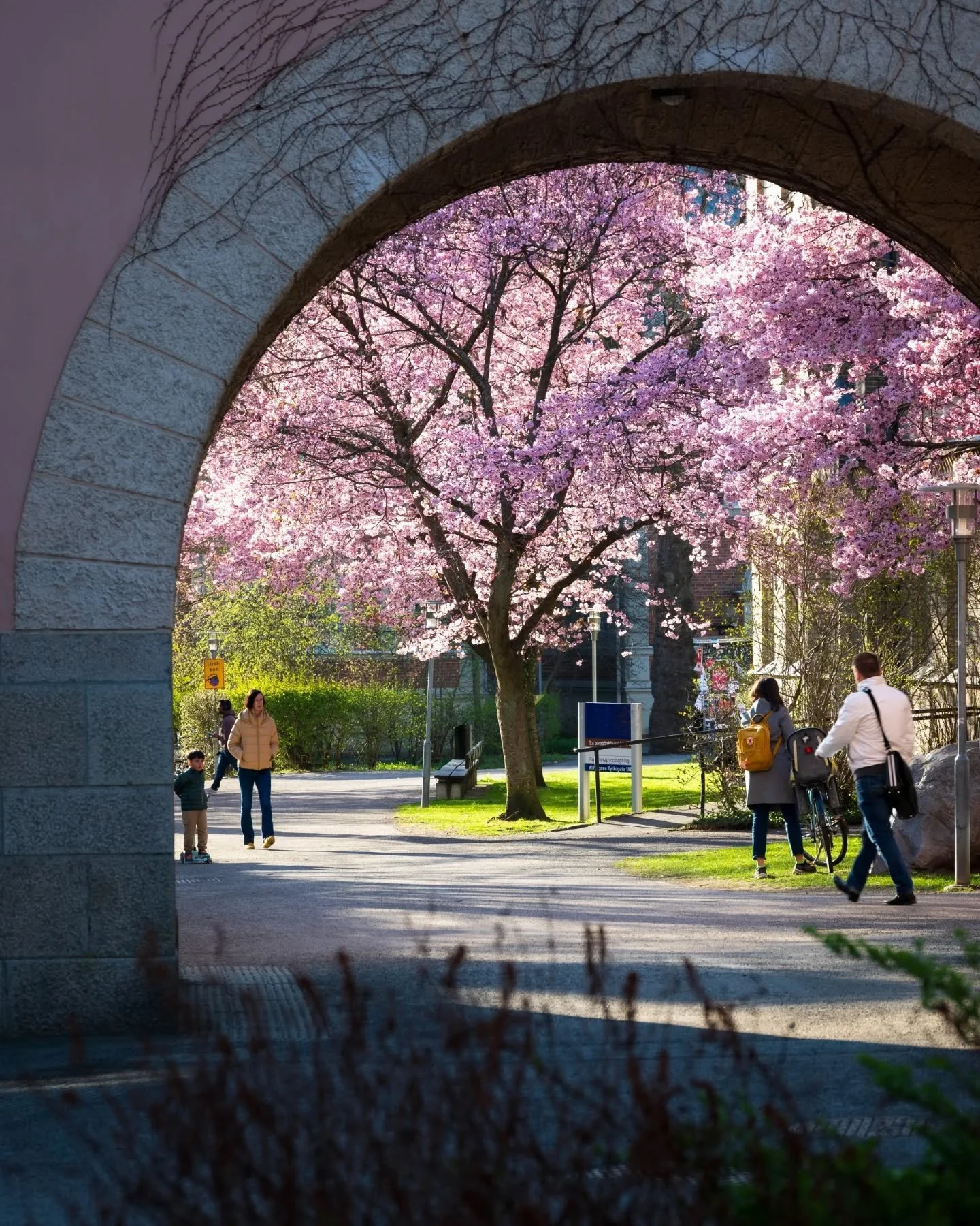 🌸🌸🌸 It is THAT time of the year. Like right now. Don't miss it! 

#cherryblossom #lund #visitlund #kvarteretparadis #springtime