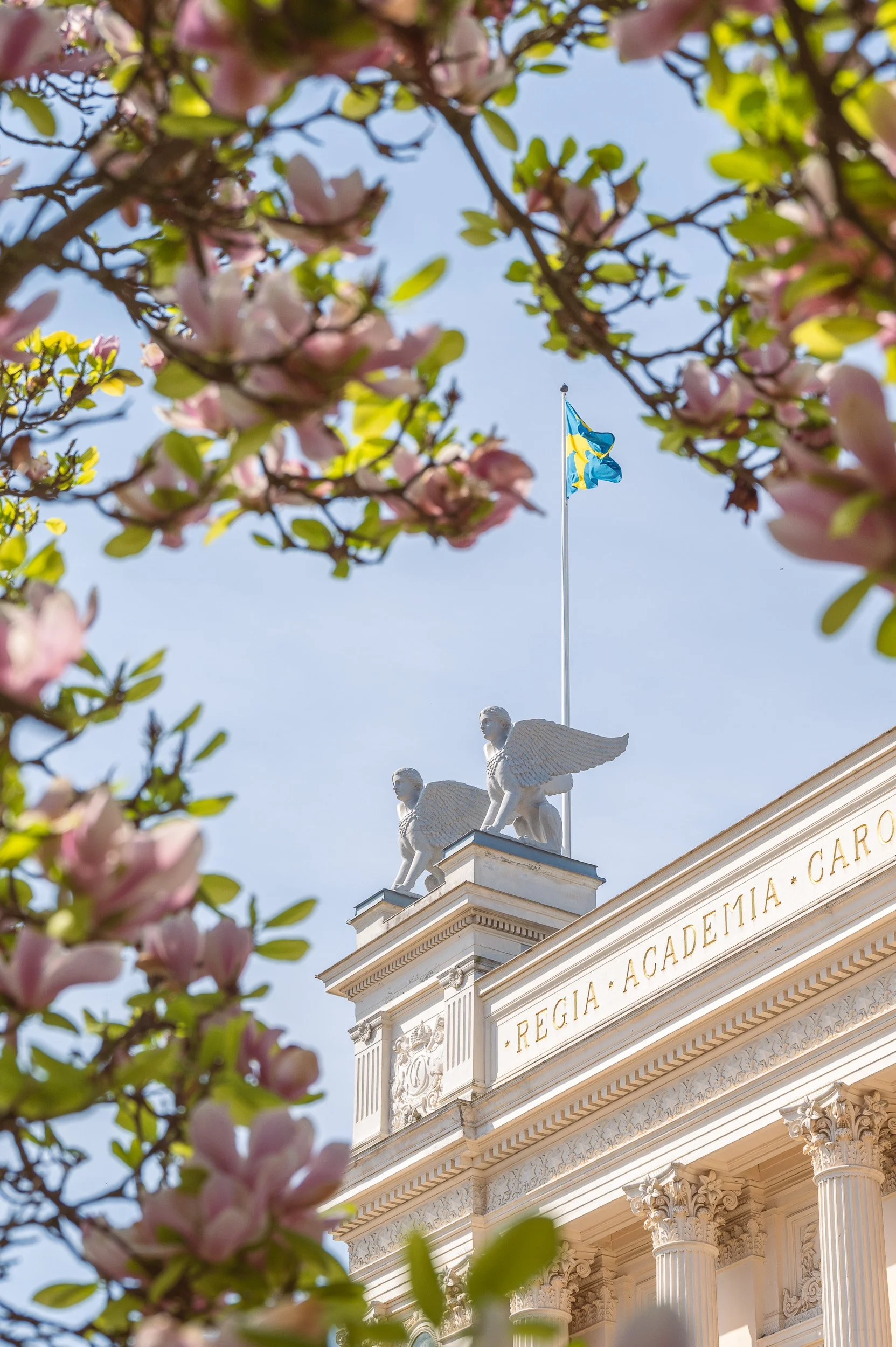 universitetshuset-lund-magnolia-sfinxes.jpg