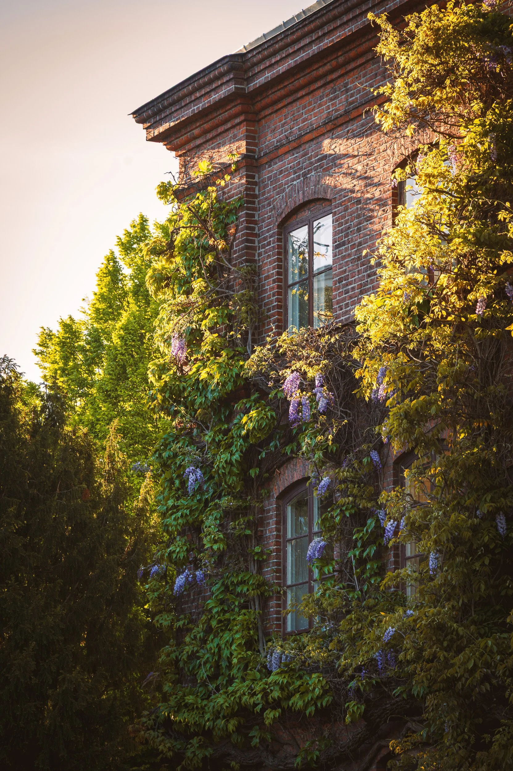 lund-palaestra-wisteria-facade.jpg