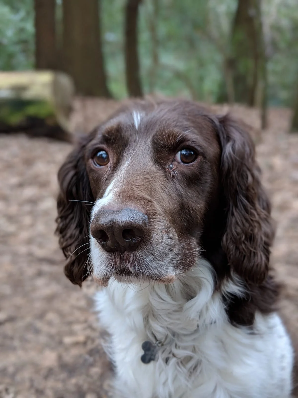 Jasper (11)
