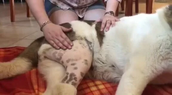 Jessica recovering after TPLO surgery