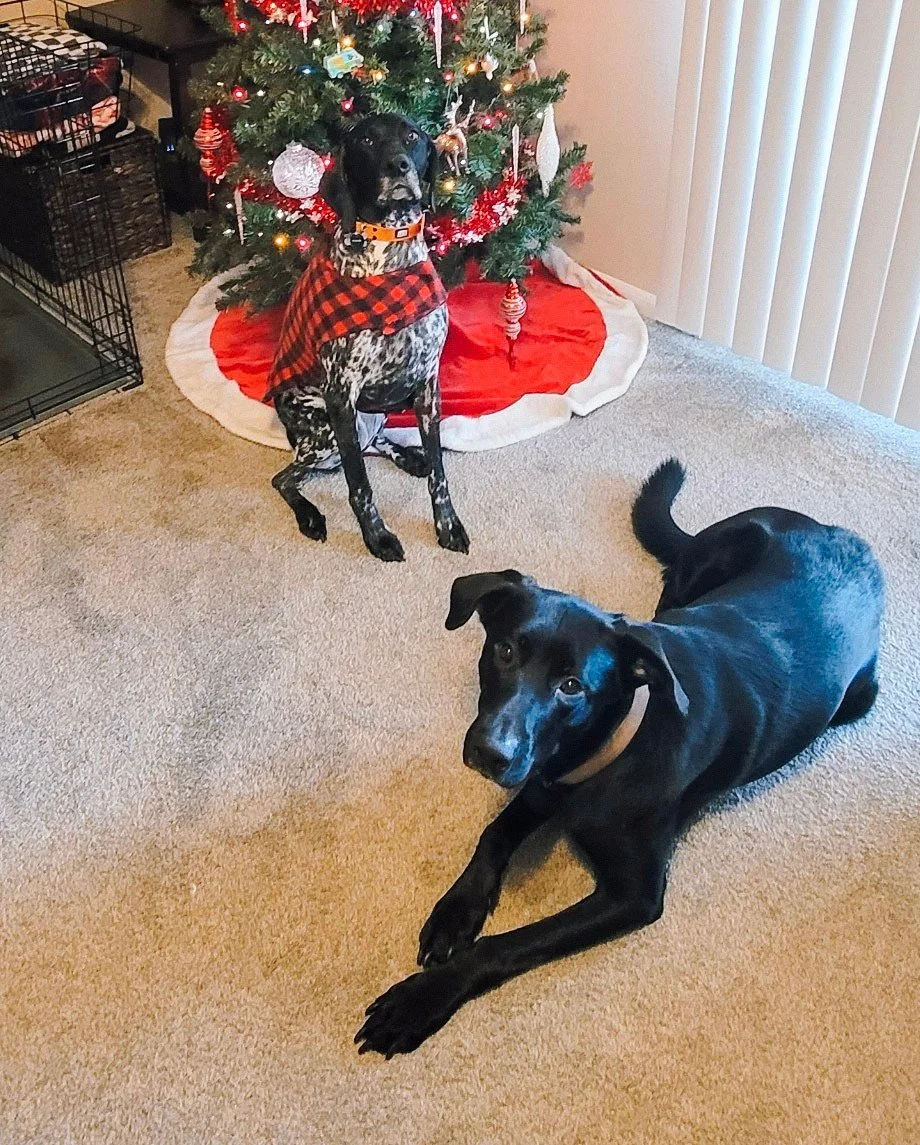 🐾✨ We want to see your pets! ✨🐾⁠
These cuties are Buck and Sofie, our Assistant Leasing Manager&rsquo;s pets &mdash; and now we want to see yours!⁠
⁠
Send us a DM with photos of your furry friends dressed in their festive best or rocking their cozi