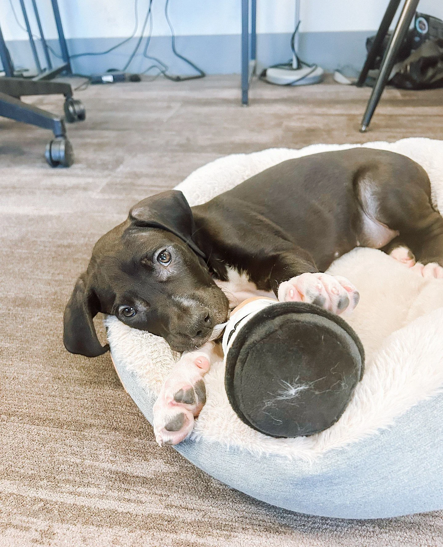 Here&rsquo;s a little cheer to brighten up our snowy day!
Meet Zuri 🐶 &mdash; one of our Leasing Agent&rsquo;s brand-new puppy and already stealing hearts 💕

Due to the Level 3 Snow Emergency, the Leasing Office will be closed today.
Please stay sa