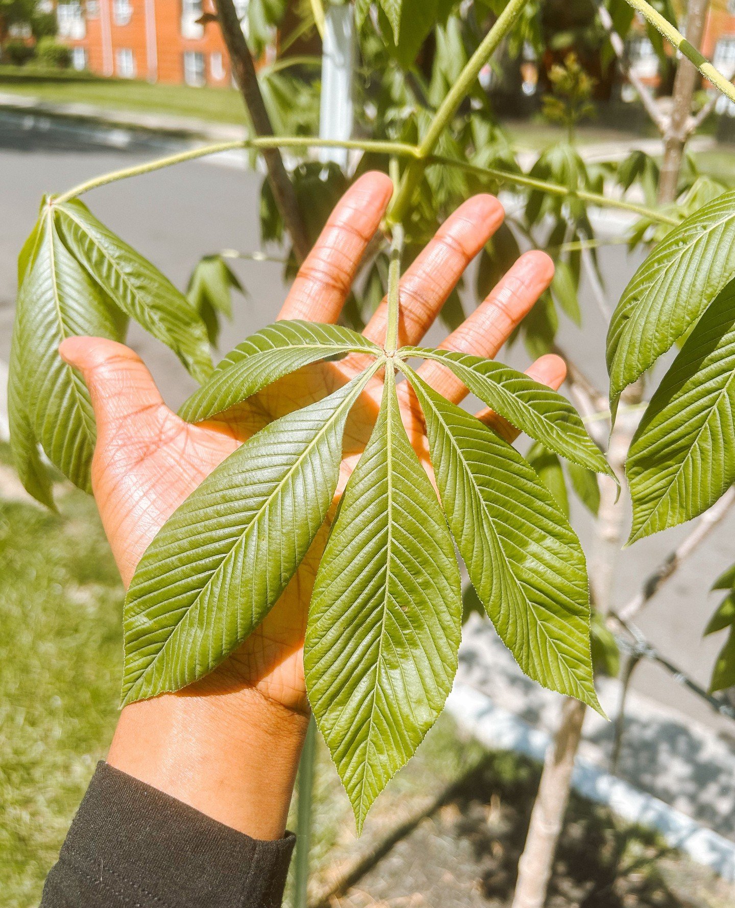 Hey Buckeyes 🌰! Did you know we have buckeye trees planted across our property! Walk along Stinchcomb Drive to see one in person 🤩.