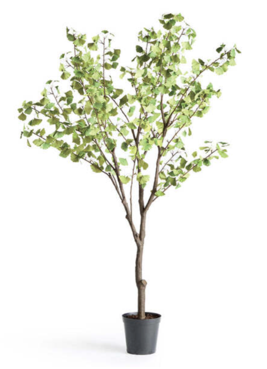 Tree Drop in Oldest Living Tree