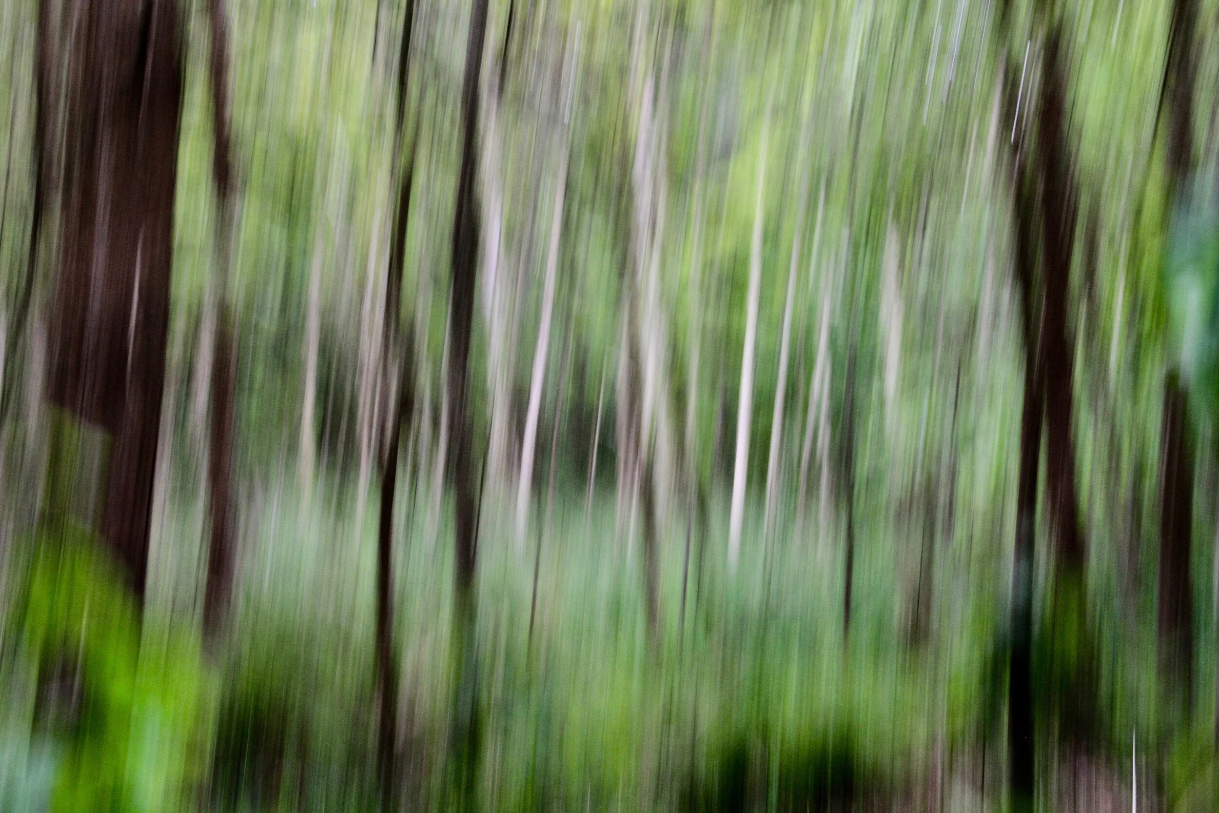 Light Forest III- X.jpg