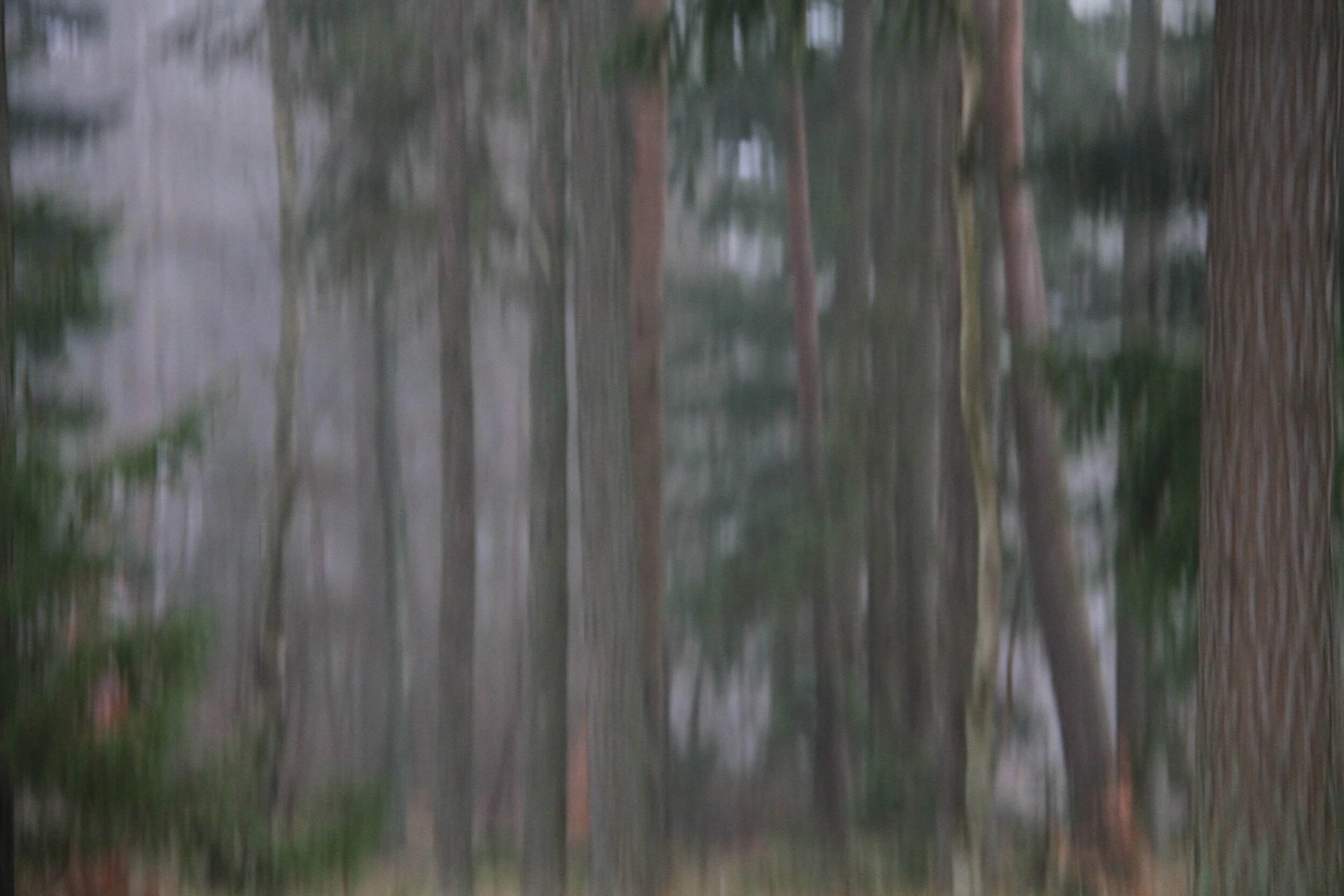 Grey4.jpg