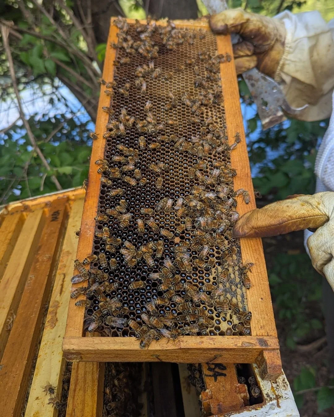 🐝 Our honey bees have been hard at work this summer! Living on Lake Watauga&rsquo;s island, hundreds of thousands of bees pollinate trees, shrubs, and flowers across Centennial Park every day. The latest honey harvest produced nearly 500 bottles! 🍯