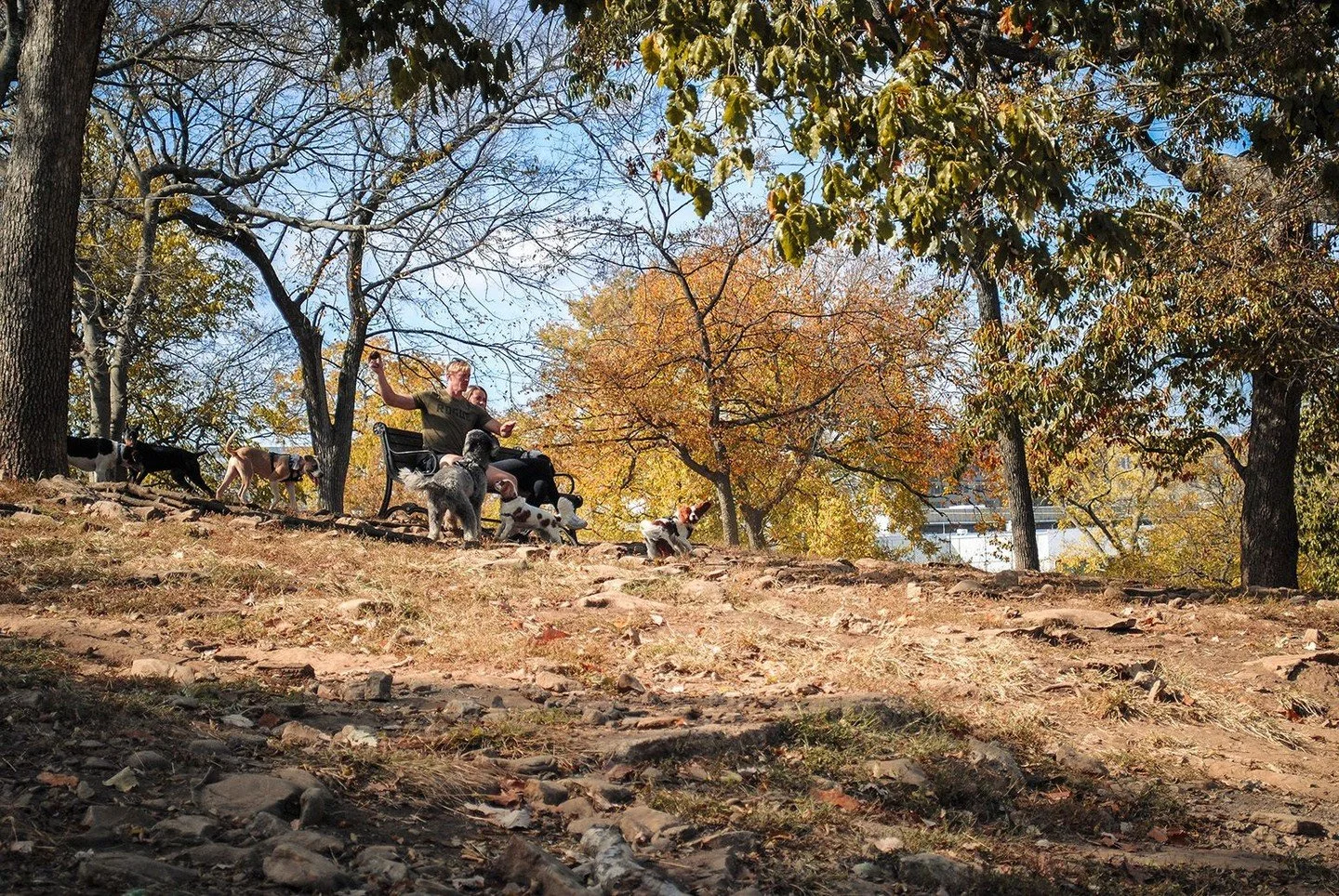 The Centennial Dog Park is the perfect place to enjoy these peak fall colors 🍁 🧡