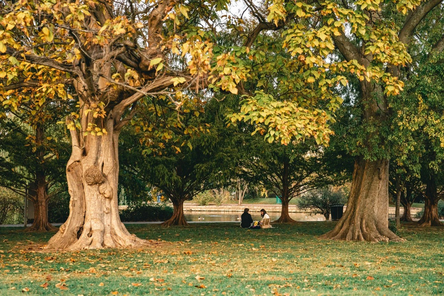 It's a great week to visit Centennial Park and enjoy the fall colors 🍁 

#Nashville #CentennialPark #Parthenon #FallColor