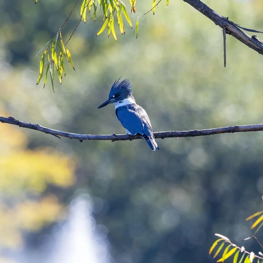 Wildlife abounds in Centennial Park. Thanks to Fred H Cate for taking photos of these friends in the Park.