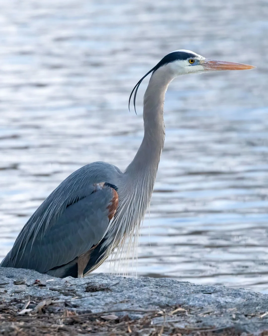 Join us Tuesday, Dec 9 for a free nature tour led by Metro Parks Naturalist Jessa Tremblay to explore the flora and fauna of Centennial Park!

Tour Times: 11:30 AM &amp; 12:15 PM
RSVP on Eventbrite at the link in our bio. 

📸  Fred H Cate 

#Centenn