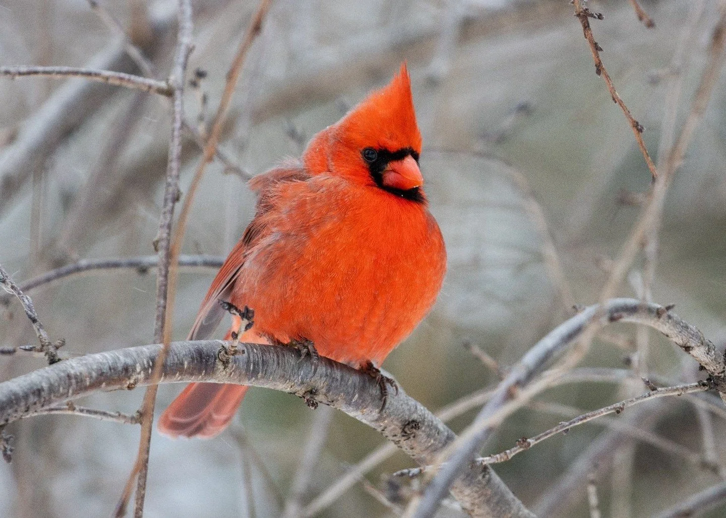 Happy New Year from all of us at Centennial Park Conservancy!🥂 ✨ 

#CentennialPark #Nashville #HappyNewYear #MusicCity #UrbanNature
