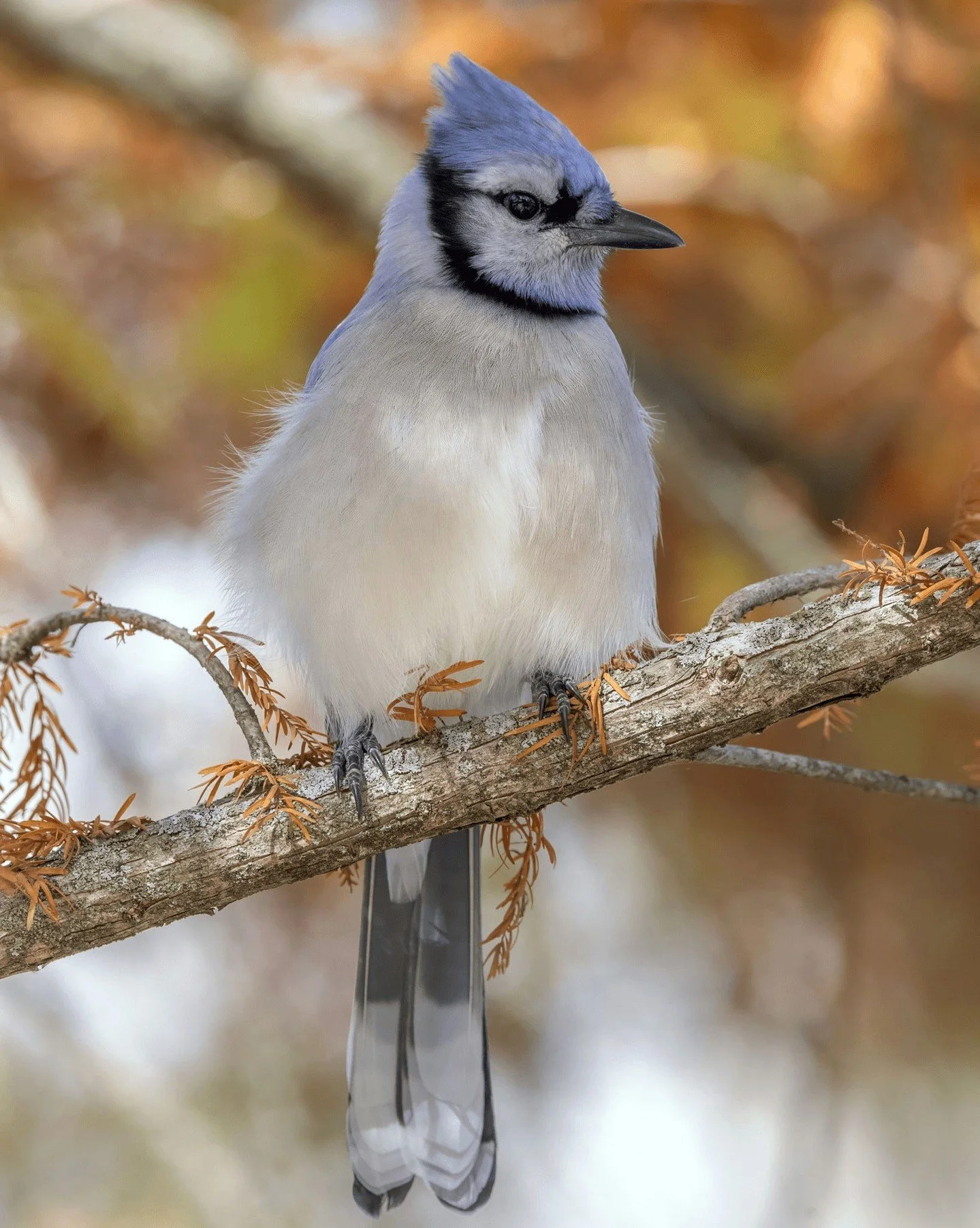 Happy Wildlife Wednesday, Nashville! We hope you're all staying safe out there as the icy terrain begins to melt! ❄️ 

#urbannature #wildlifewednesday #snowday #nashvilleparthenon #centennialpark