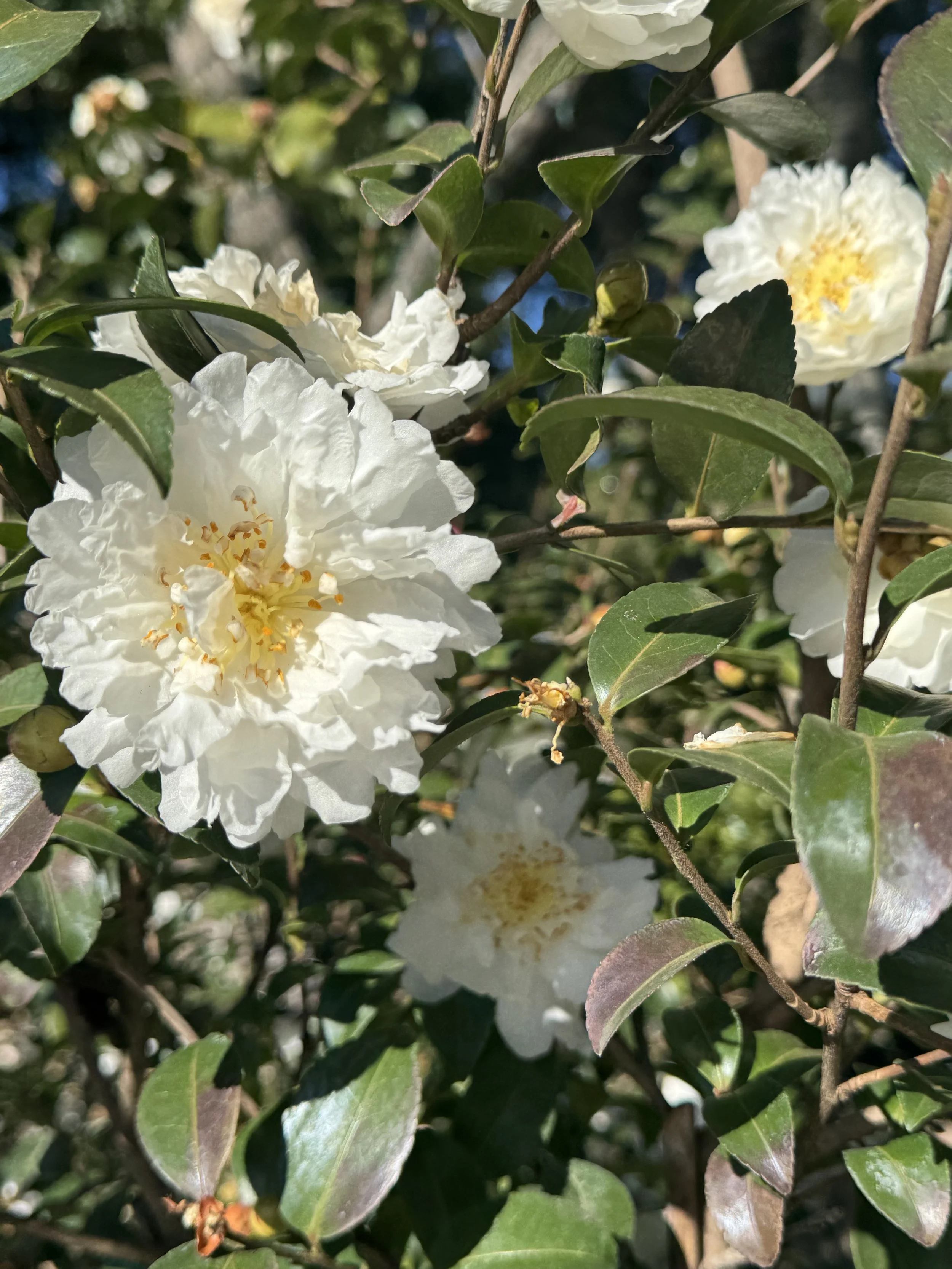 IMG_8384.jpeg