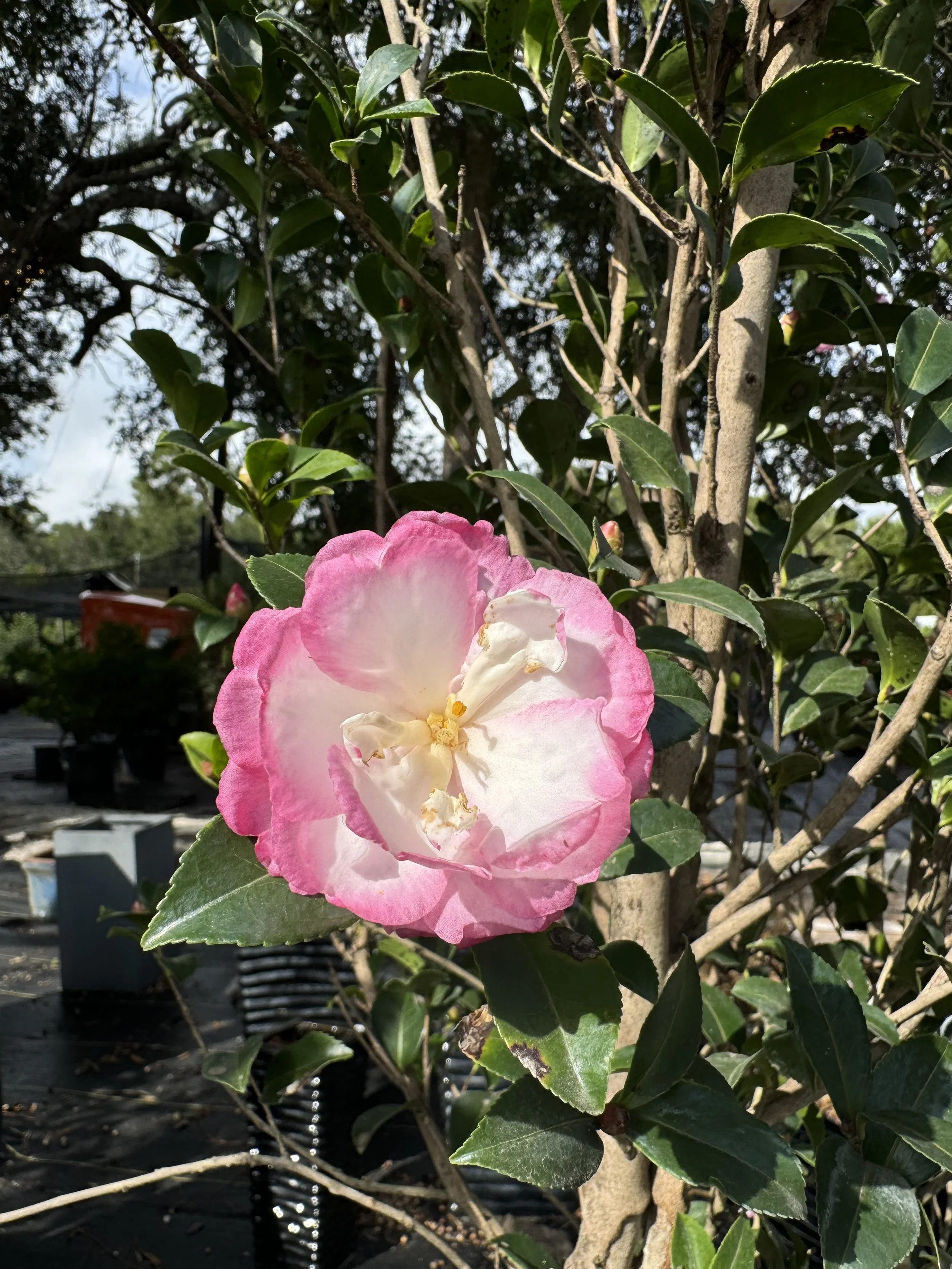 IMG_7386.jpeg