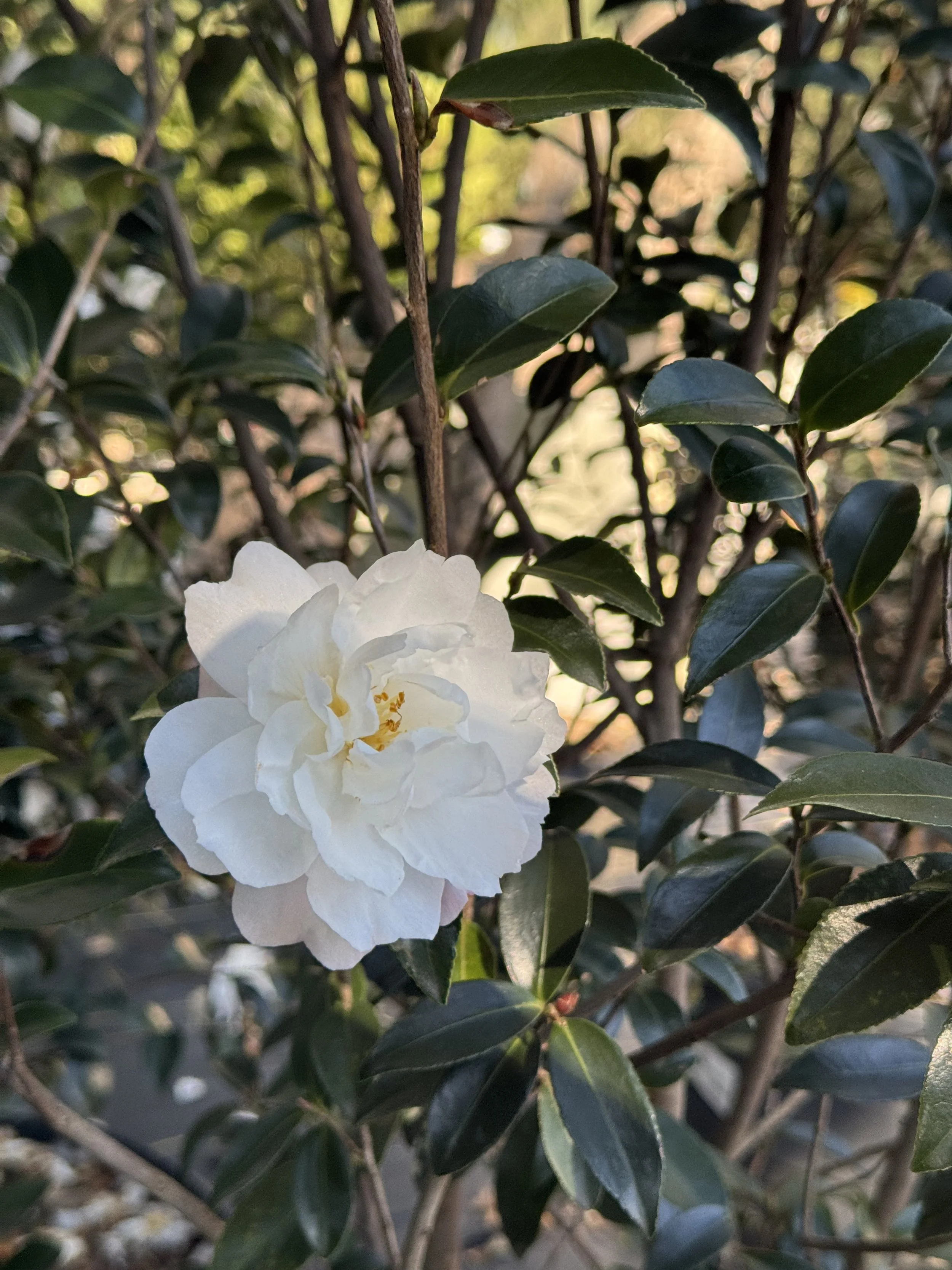 IMG_8319.jpeg