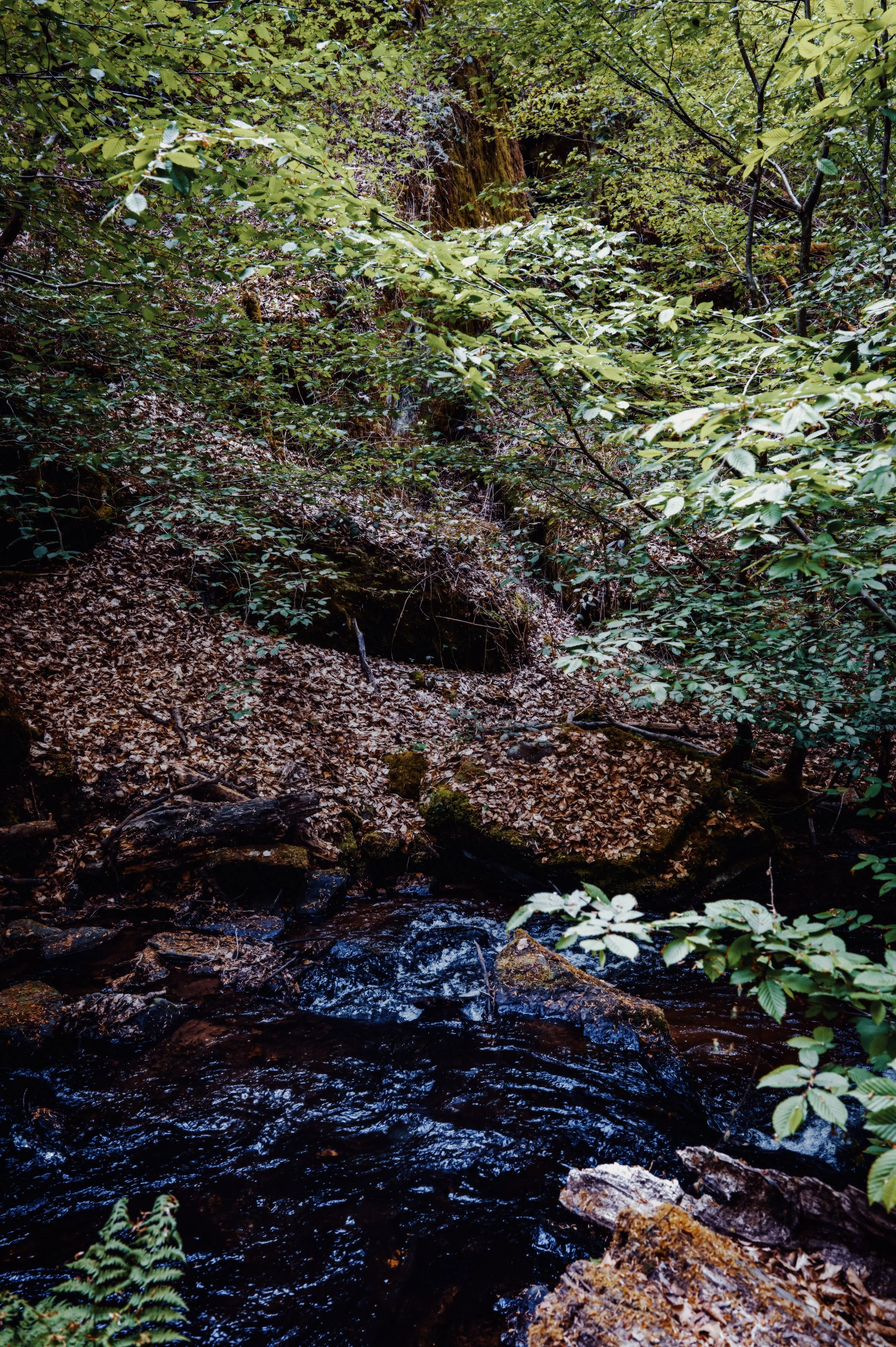 L1050289.jpg
