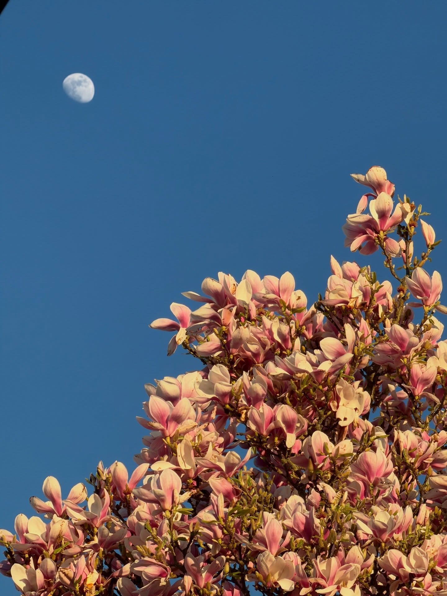 🌸 m  a  r  c  h 🌸