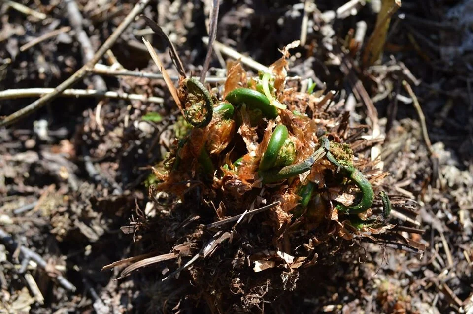Fiddleheads emerging.jpg