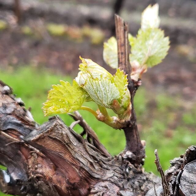 Life is in bloom at Mindego...bud break in the Chardonnay and spring flowers everywhere 🌺 #keepthefaith #pinot #chardonnay