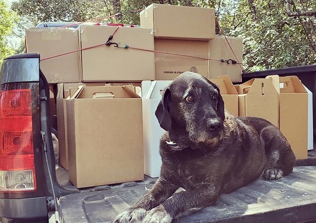 When Larry was young he would tow The Wine Chariot to deliver Spring Allocations.  Today, he supervises.  Thank you Allocation members!  #pinotnoir #chardonnay #roseallday #doorstepdelivery