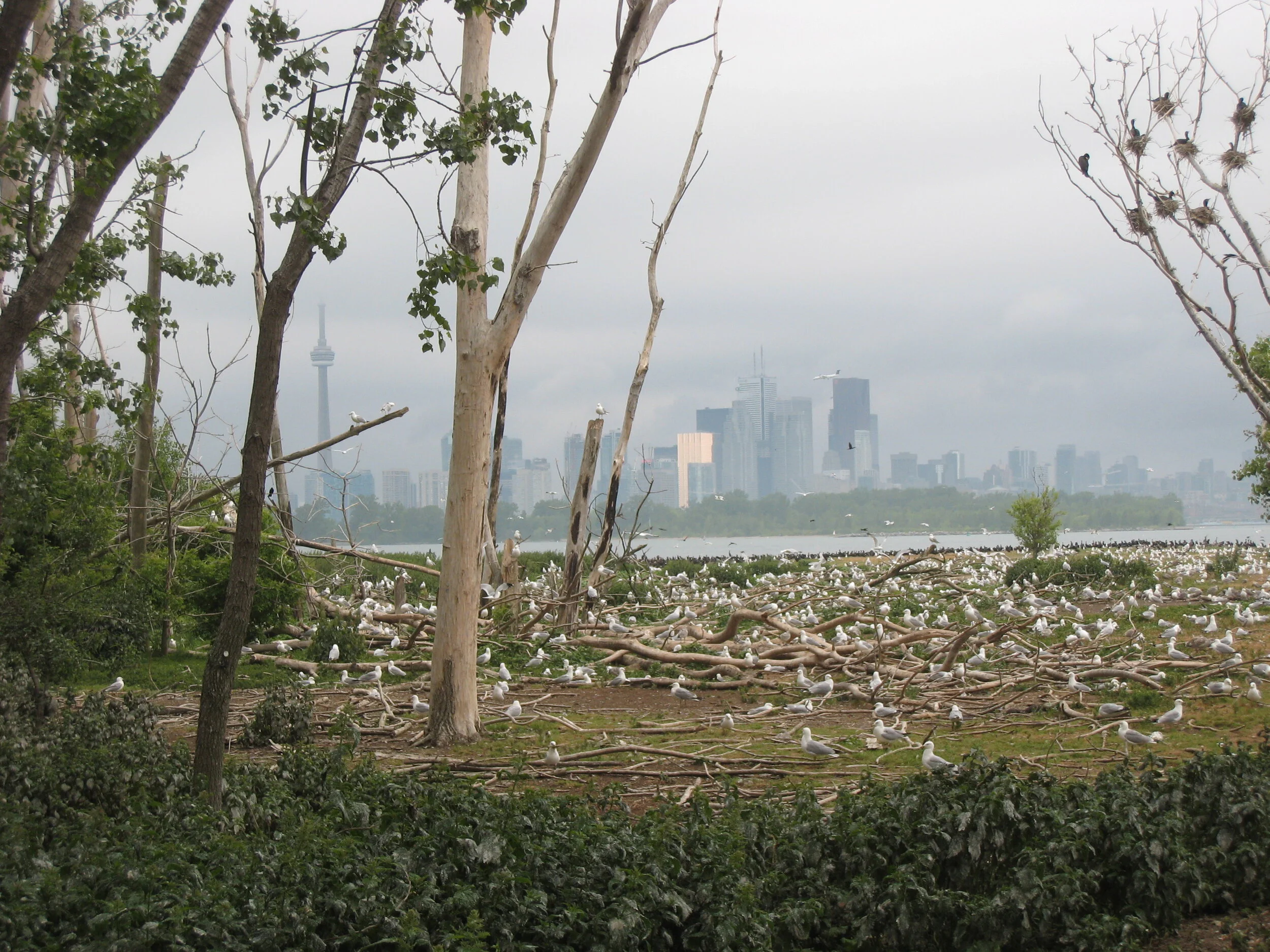 LSS MISC Jun 2011i 088.jpg