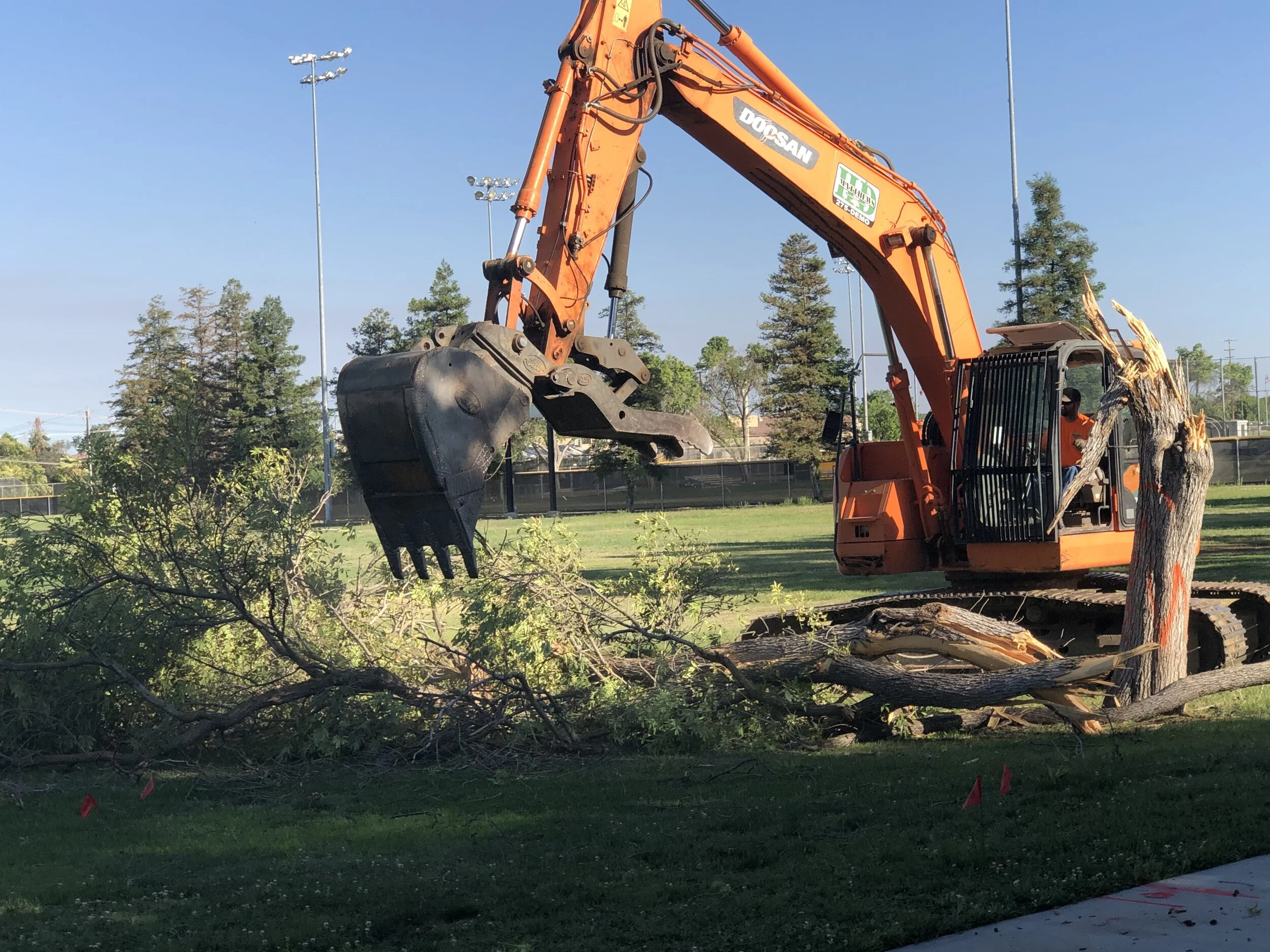 Tree Removal