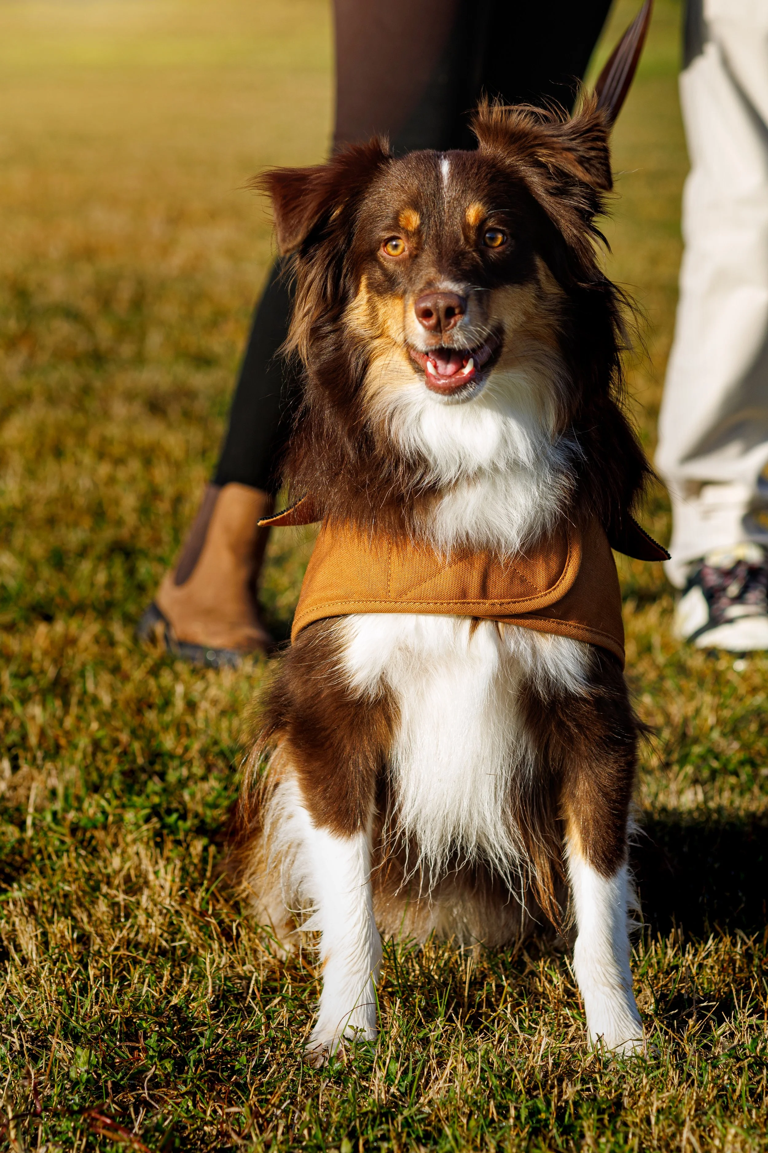 A happy Australian Shepherd dog wearing a brown vest, sitting on grass during a family session in South Mississippi.
