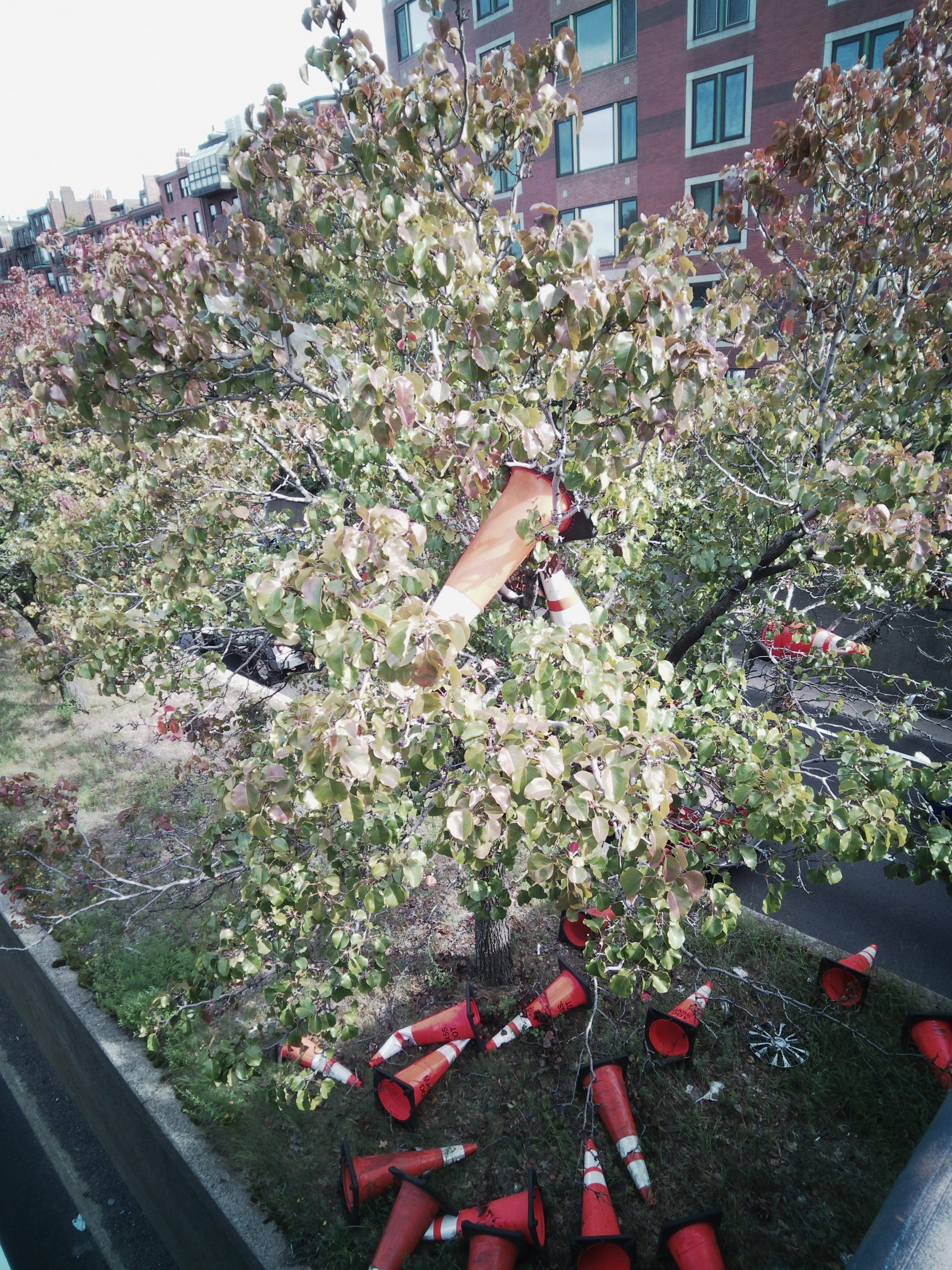 and then when crossing the bridge to walk to Newbury saw this ?? traffic cone massacre??
