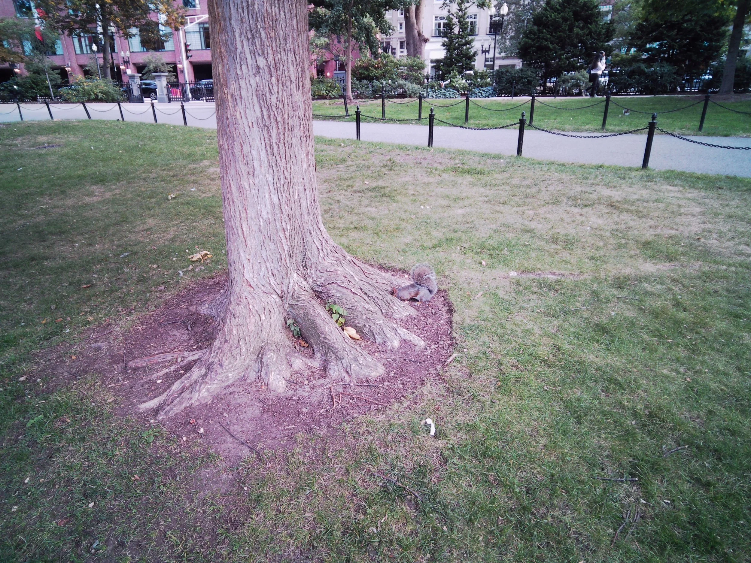 caught this little one digging nuts out of his secret hole at the tree base