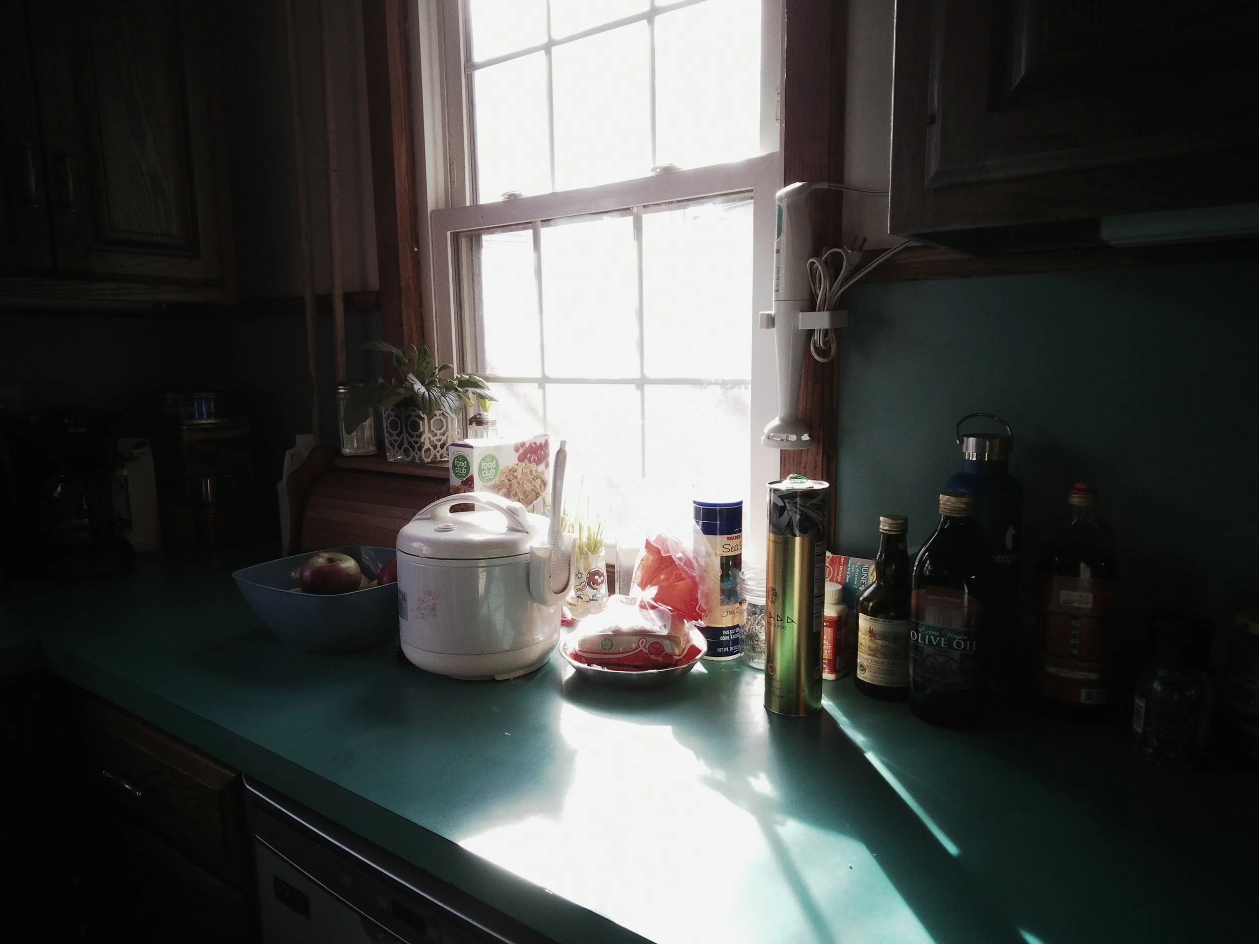 attempted to snap a pic of my roommate's cute scallion colony