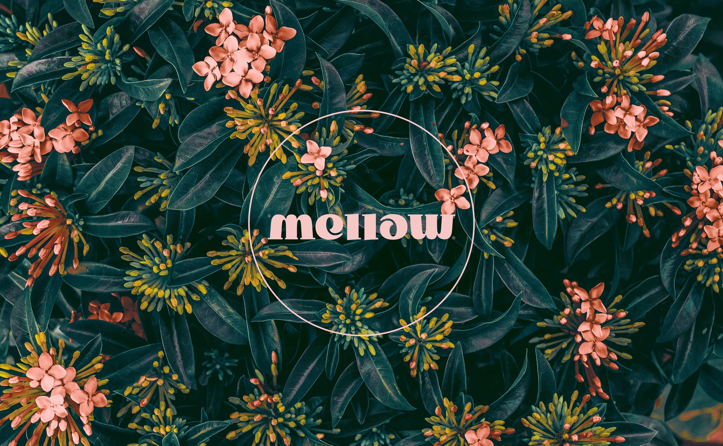 mellow Cover_01.jpg