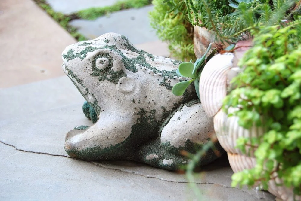 Friendly Frogs You'll Want to Kiss