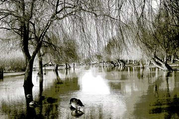 ADOBE STOCK | IMAGE LIBRARY