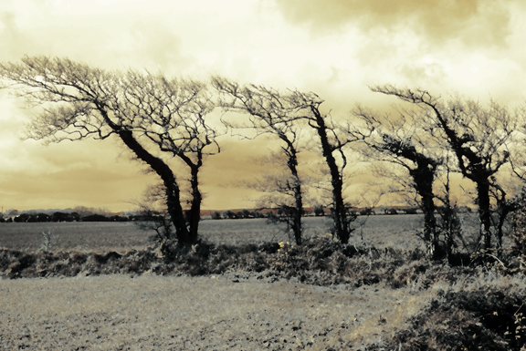 021 WEB UK Blakeney Marsh trees bent by the wind.png