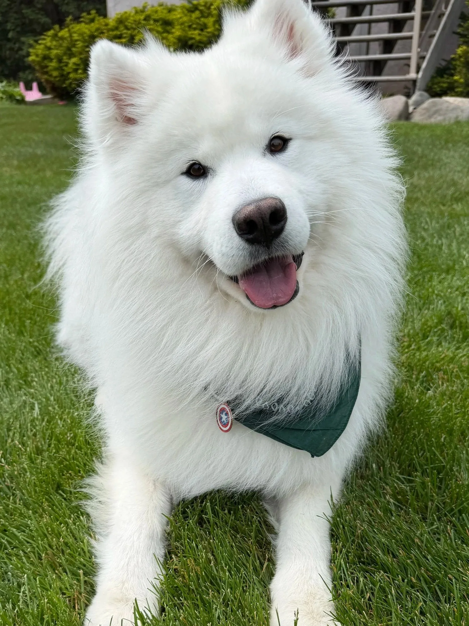 A fluffy white dog with a dark nose and dark eyes, wearing a green bandana, sitting on green grass in a backyard with stairs and bushes in the background.