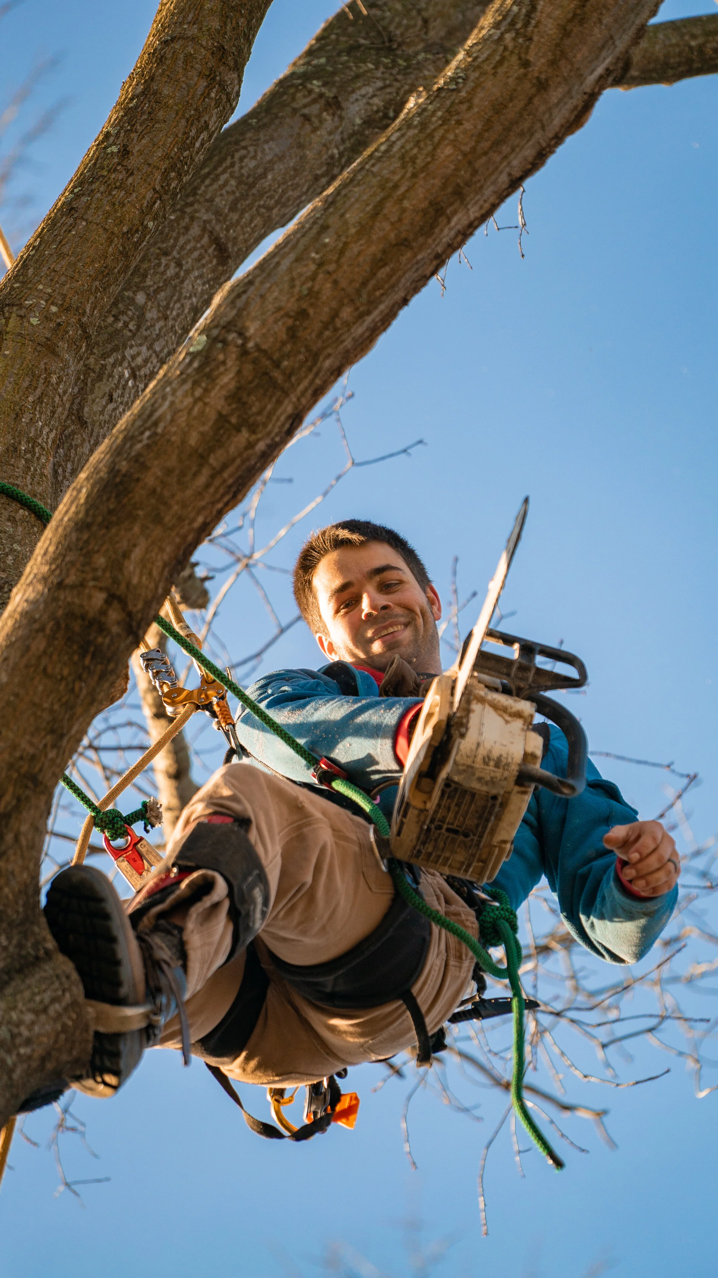 About Us Basic Tree Care About us basic tree care