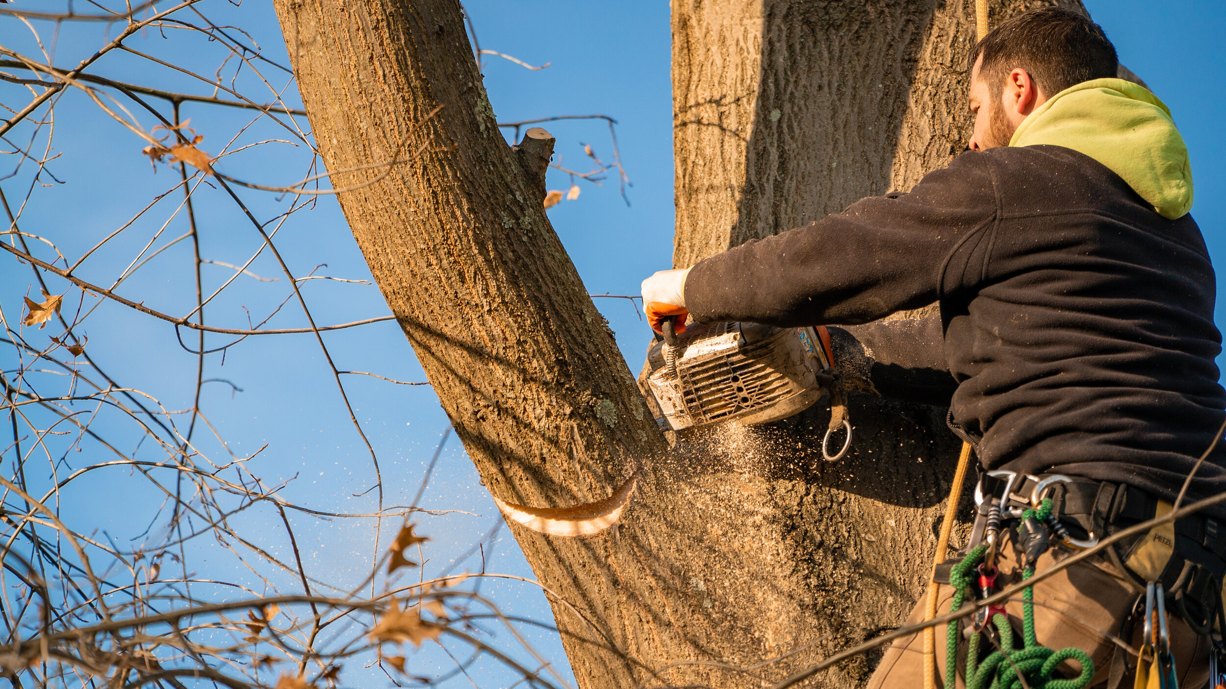 Tree Trimming — Basic Tree Care