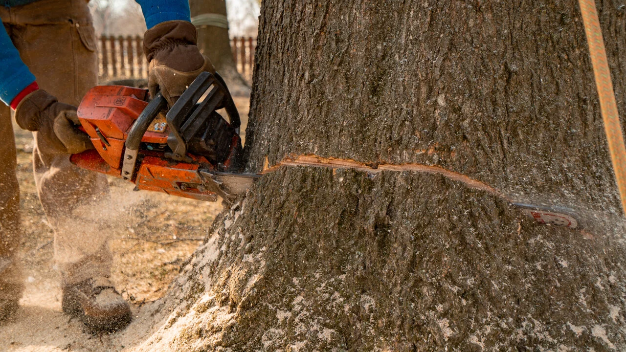Tree Service Columbus, OH — Basic Tree Care