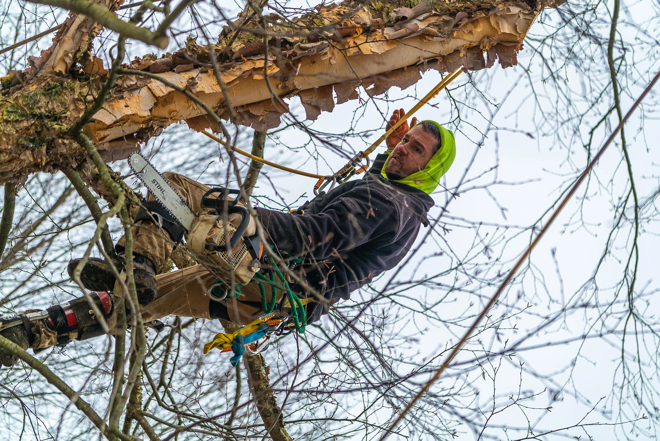 Our Work — Basic Tree Care