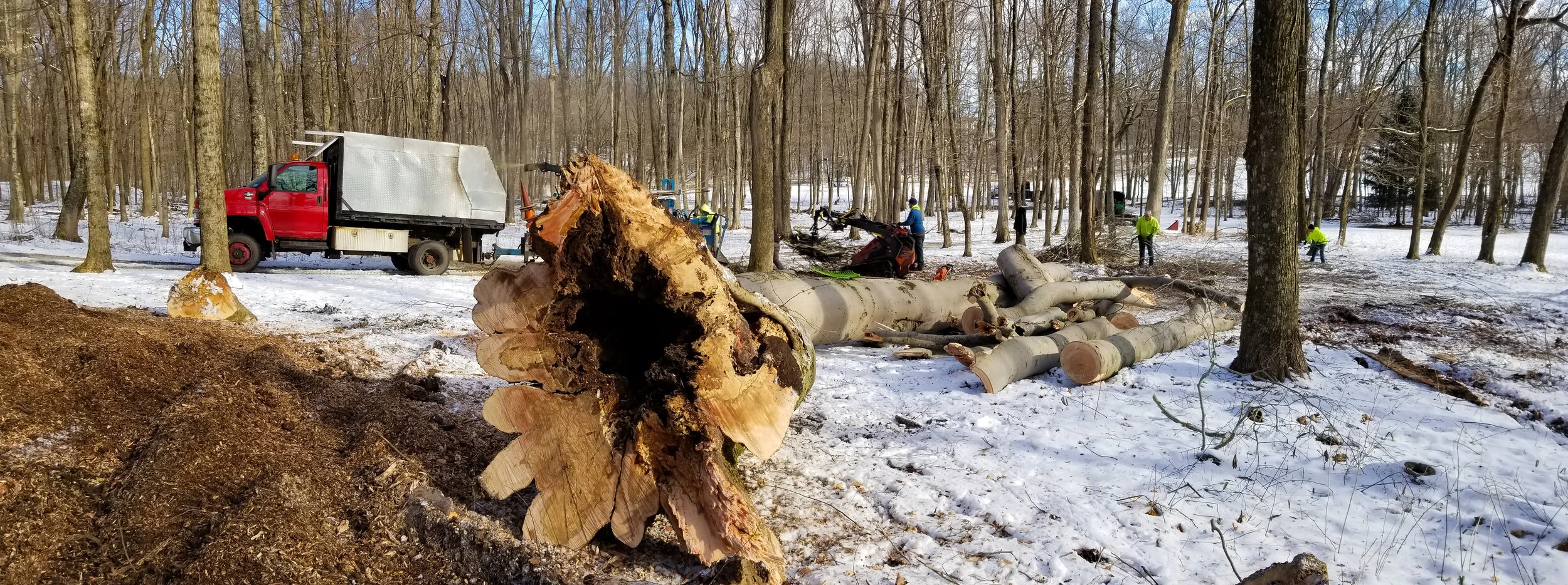 Our Work Basic Tree Care Our work basic tree care