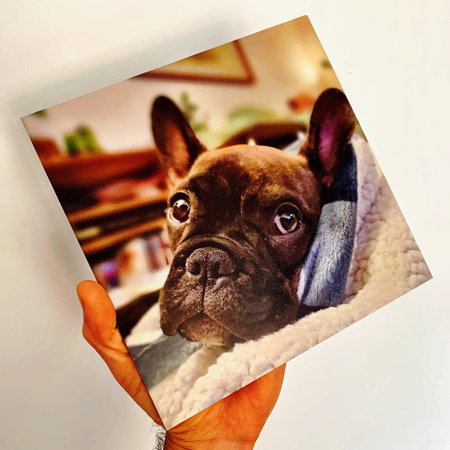 Printing Portraits on Aluminum for your home or business... yes we can ! @pearlgirlthefrenchie #metalprints #frenchbulldog #portraits #posters #wallart #uvprinter #art #aluminum #dogportraits #puppy #photoshoot #tileprinting #frenchie #bulldog #brind