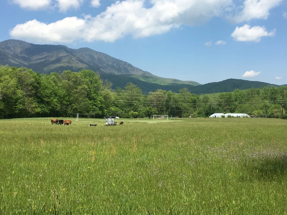 Yancey County Democrats