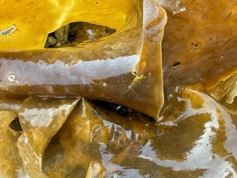 Julie Eisenberg Pitman harmony driftwood kelp collage design scrap steel assemblage nature sculpture paper photography abstract dada urban fossils lava solidified