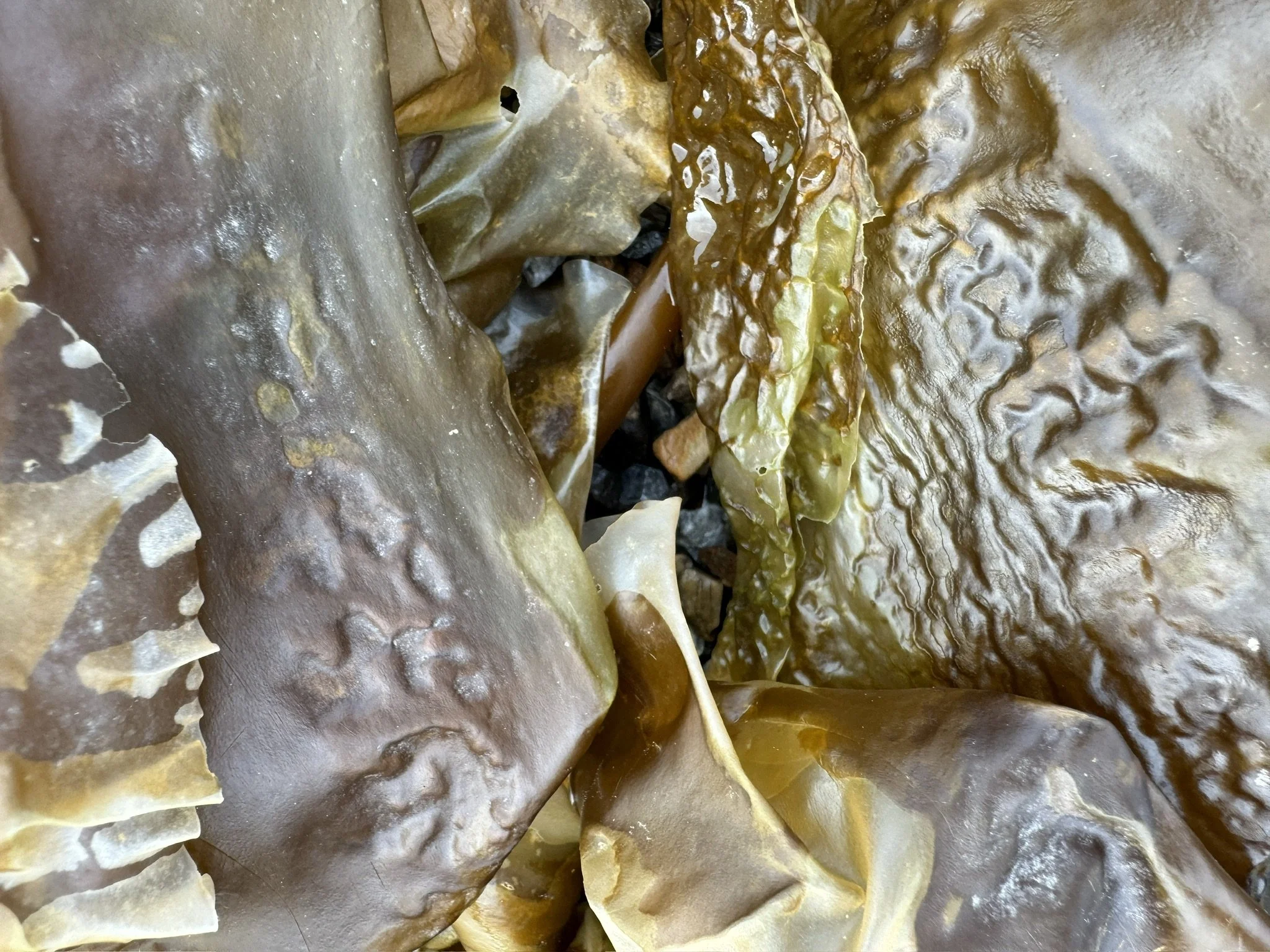 Julie Eisenberg Pitman harmony driftwood kelp collage design scrap steel assemblage nature sculpture paper photography abstract dada urban fossils lava solidified